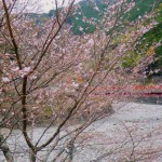 別府の冬桜
