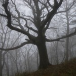 霧にかすむブナの木